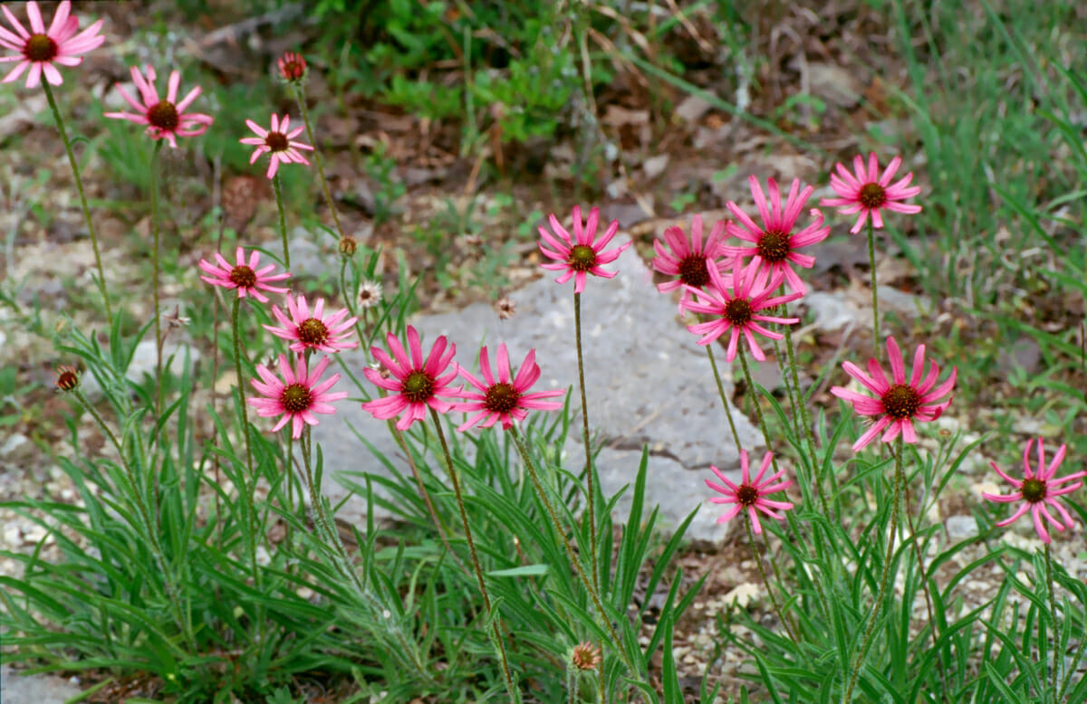 A Tennessee coneflower in the wild at Cedars of Lebanon State Park