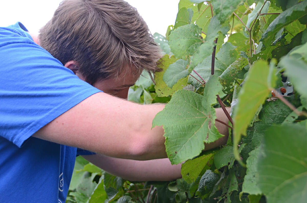 MTSU fermentation science student Connor Ball