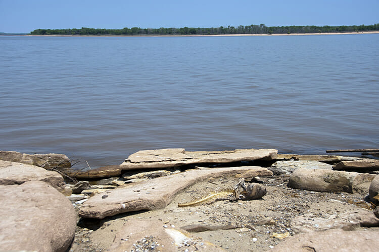 A catfish carcass on the shoreline of Lake Texoma, one of the largest reservoirs in the United States, shows the effect that drought and litter have on wildlife in this April 2014 file photo. Volunteers from Sheppard Air Force Base, Texas, helped clean up hazardous objects on the beach exposed by low water levels at the reservoir, which is located on the Oklahoma-Texas border. MTSU geosciences professor Joe Collins will discuss his research, begun while he worked in north Texas, into how dust carried by rain affects both arid and humid regions on the Sept. 4 edition of the "MTSU On the Record" radio program. (U.S. Air Force photo/Airman 1st Class Robert L. McIlrath)