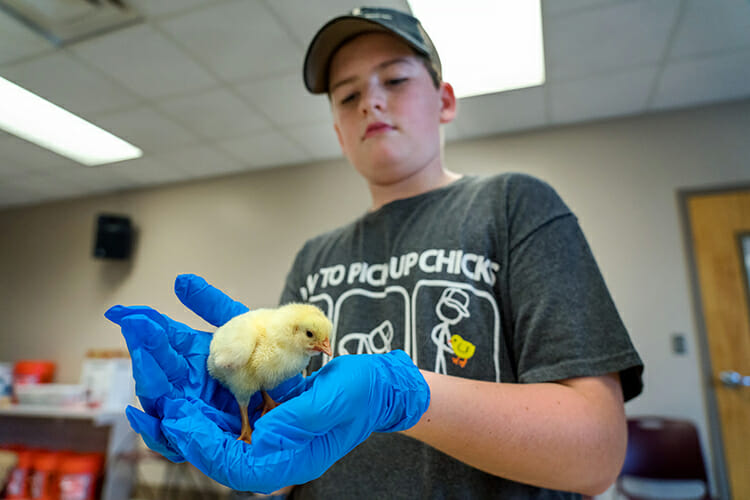Twelve-year-old Gavin Page, son of Mike Page, collects one of the chicks he’ll raise for the next several weeks as part of the Middle Tennessee Junior Market Broiler Program at Middle Tennessee State University.