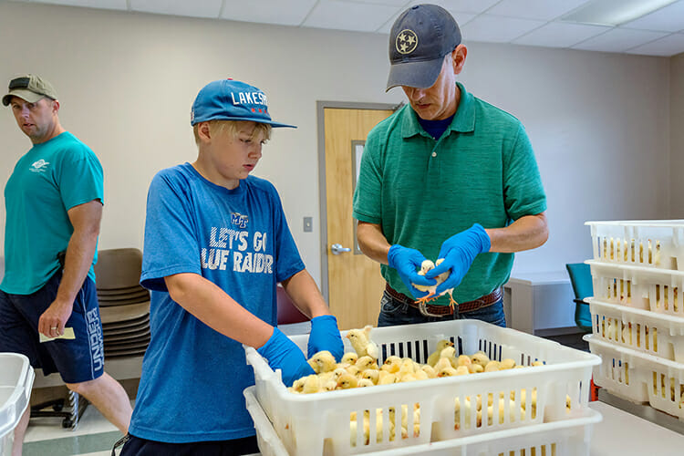 Kevin Downs, right, poultry scientist in the School of Agriculture at MTSU, helps 11-year-old Kaden Kaul select some of the chicks Kaden will raise for the next several weeks as part of the Middle Tennessee Junior Market Broiler Program