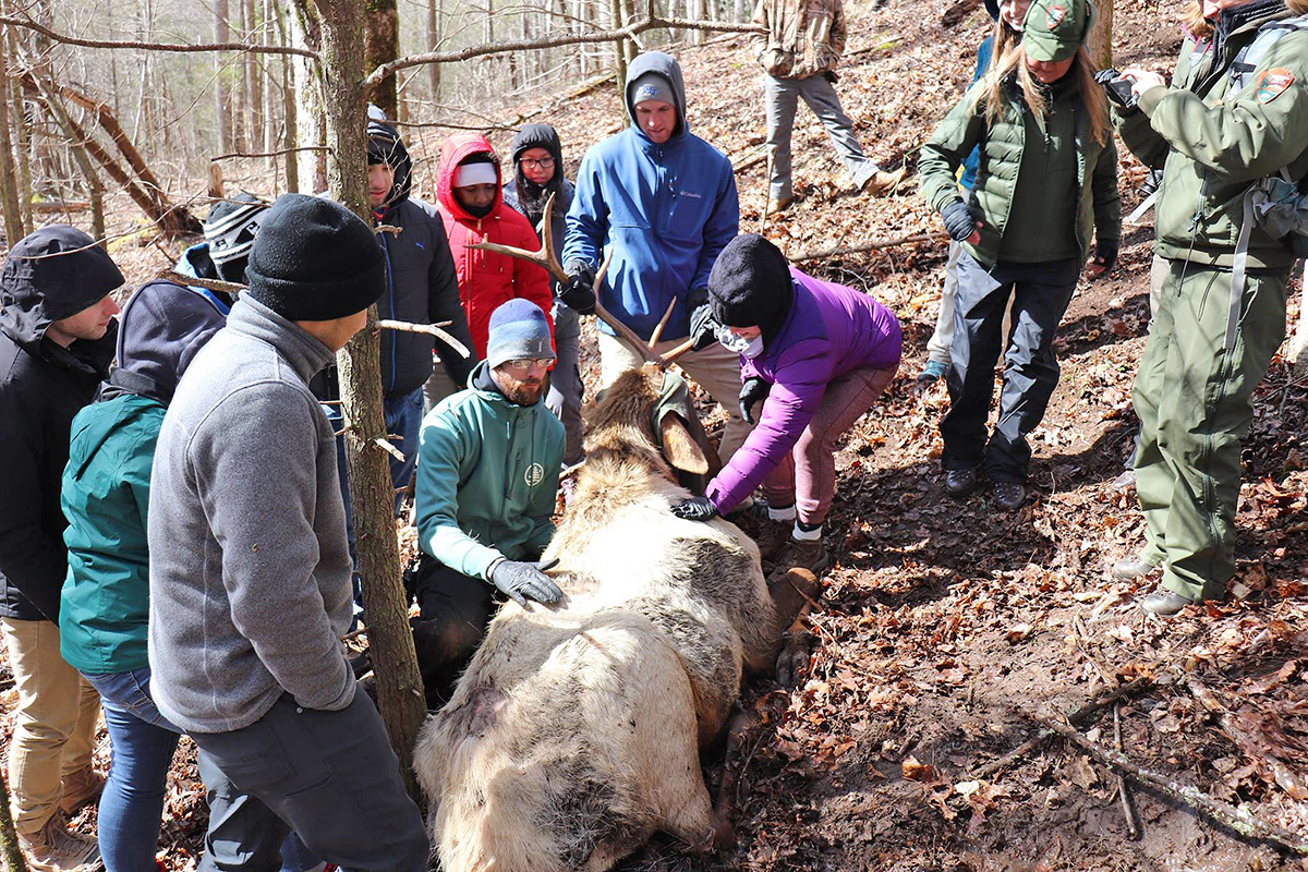 MTSU graduate student Lee Rumble, kneeling, and the other “SmokyMtnU” students took measurements of a bull elk as part of Great Smoky Mountains National Park officials’ data check on the herd March 5. (Submitted photo by Ashley Morris)