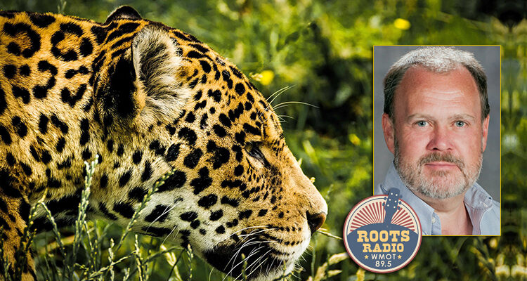 A photo of MTSU English professor Gaylord Brewer and the WMOT-FM Roots Radio 89.5 logo are overlaid on a Pixabay photo of a jaguar staring intently at something in the grass