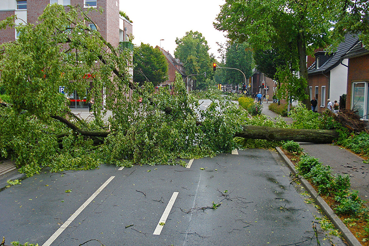 A tree uprooted by high winds in an electrical storm blocks a city street in this 2010 file image from Pixabay. Middle Tennessee State University tests its tornado siren system on the first Monday of every month at 11:20 a.m. to ensure it’s in working operation if dangerous weather approaches the area. (image by Jan Mallande/Pixabay)