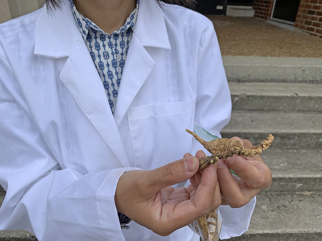 Dr. Iris Gao holds two pieces of wild ginseng taken from her Stark Agriculture Building lab. Gao is leading a research collaboration involving students and staff members from MTSU, UVA Wise, UT-Knoxville, Penn State, N.C. State that’s part of nearly $750,000 in funding, including a $455,000 USDA grant . (MTSU photo by Randy Weiler)