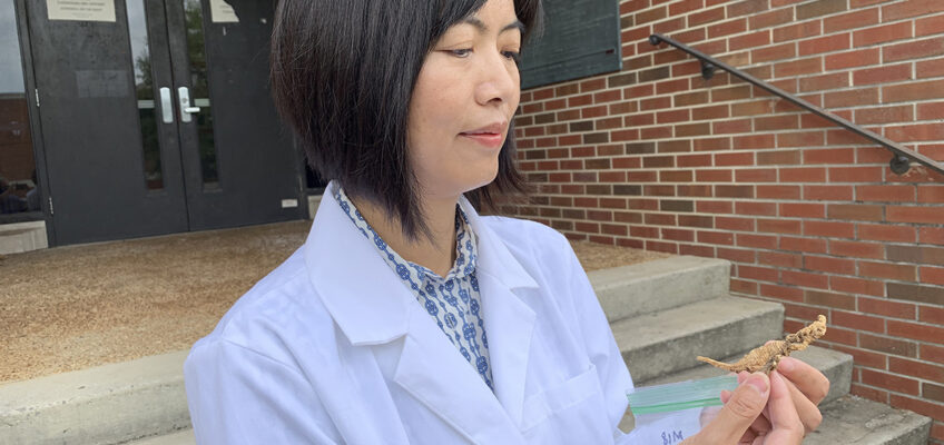Dr. Iris Gao, MTSU professor and International Ginseng Institute director, nspects two pieces of ginseng from the institute’s laboratory. A team of MTSU researchers, including students, will be working in tandem with those from UT-Knoxville, Penn State, N.C. State and UVA-Wise on a three-year grant to study ginseng and find positive results to aid rural farmers and growers in the Appalachian Mountains. (MTSU photo by Randy Weiler)
