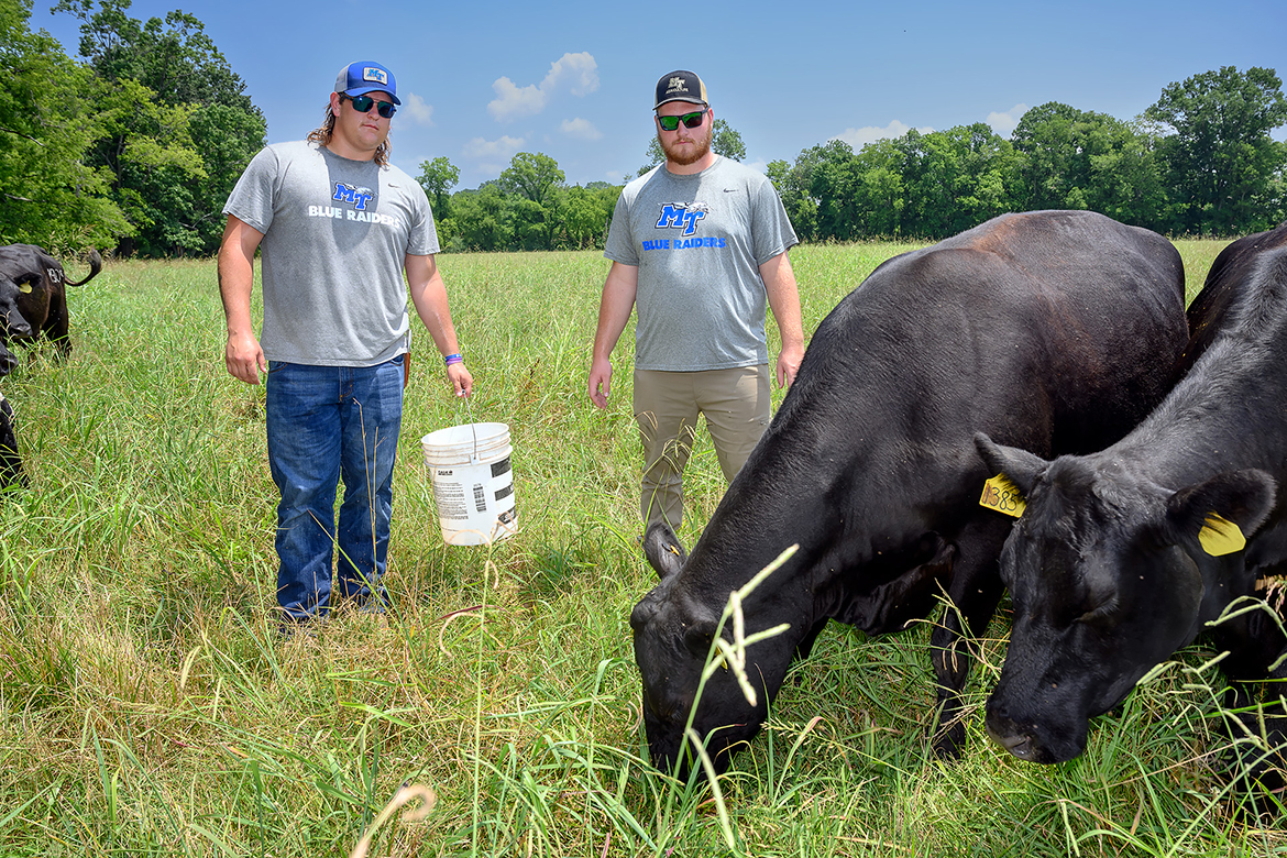 MTSU football players Seth Falley, left, of Haysville, Kan., and Wilson Kelly of Danville, Ky., provide leadership at the MTSU Farm Laboratories, overseeing the feeding and care of animals and driving heavy equipment to complete tasks. Student workers are important to the success of the farm, dairy and beef and swine units. (MTSU photo by J. Intintoli)