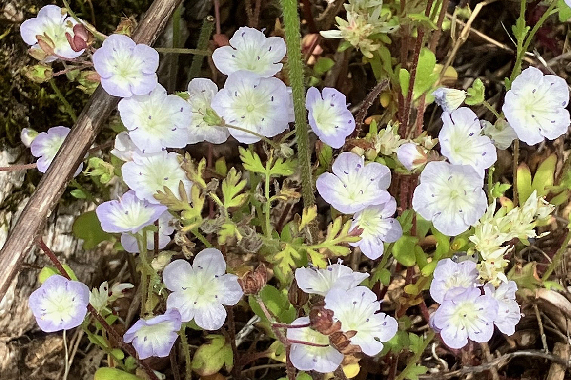 Native Tennessee plants including the rare Glade Phacelia are found in the cedar glades near Cedars of Lebanon State Park, about six miles south of Lebanon, Tenn. Middle Tennessee State University students, faculty and alumni will have active roles in the 47th annual Elsie Quarterman Cedar Glade Wildlife Festival Friday through Sunday, May 2-4, at Cedars of Lebanon and Long Hunter state parks. (Submitted photo)