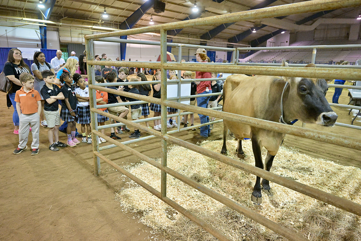 Children from six local elementary schools learn where milk and dairy products come from at the dairy cow pen in the Tennessee Livestock Center during the annual Middle Tennessee State University School of Agriculture Ag Education Spring Fling held April 16 on the MTSU campus in Murfreesboro, Tenn. During the visit, they were treated to a cup of chocolate milk from the MTSU Creamery. (MTSU photo by Andy Heidt)