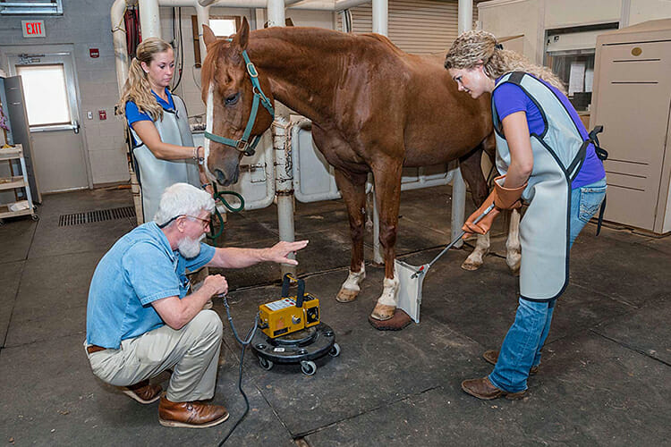 MTSU Horse Science Program professor John Haffner kneels in the Horse Science Lab in this June 2014 file photo to show then-grad students Emily Halak, top left, and Emily Smith how to x-ray a horse’s pastern. (MTSU file photo)