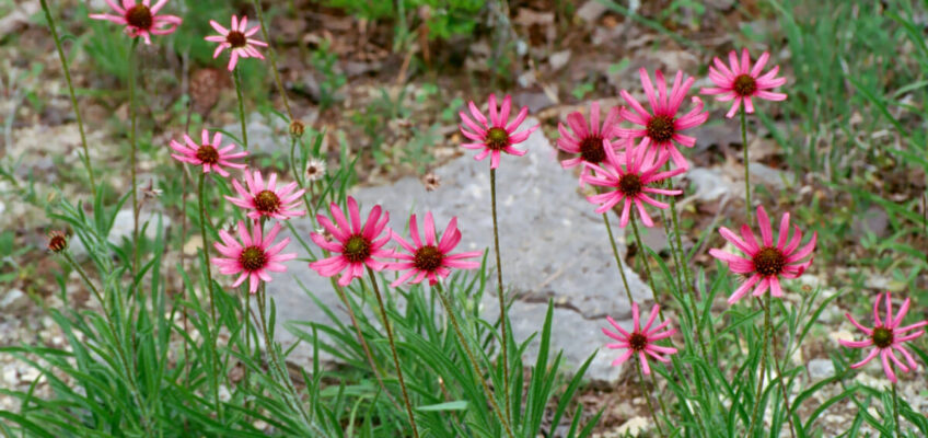 A Tennessee coneflower in the wild at Cedars of Lebanon State Park