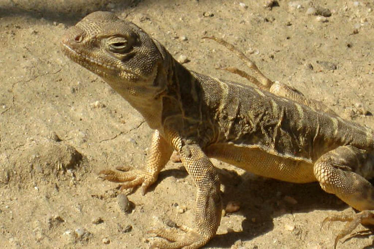 Blunt-nosed leopard lizards, Gambelia sila, like this one were among more than 400 species living in a grassland ecosystem, the Carrizo Plain, whose response to the California drought MTSU postdoctoral scholar Joshua Grinath studied with his colleagues. They noted that these lizards were less abundant during the drought, but not significantly so. (Photo courtesy of Dr. Joshua Grinath)
