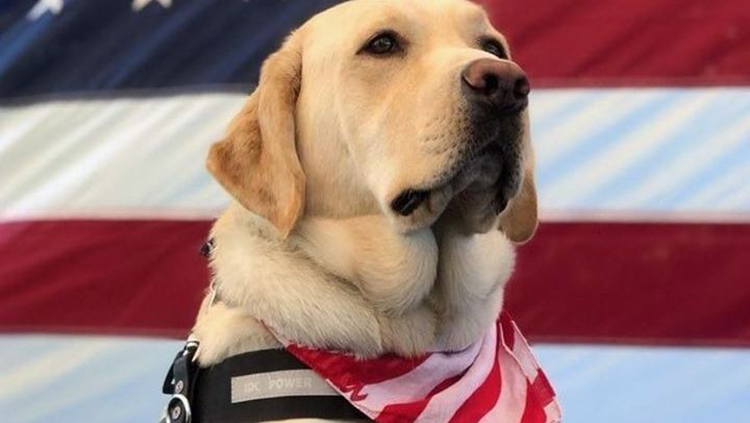 The undated photo shows Leland, a 2-year-old Labrador retriever and service dog for MTSU student Stefanie Marvin-Miller, a military sexual assault survivor suffering from post-traumatic stress disorder. (Courtesy of www.lelandthesuperdog.com)