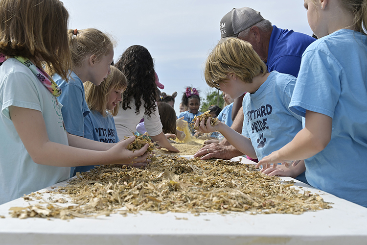 Third graders from the Murfreesboro City Schools examine silage used for cattle feed at MTSU's Experiential Learning and Research Center Wednesday, May 8, during the school system's "Day on the Farm" visit to the university's farm in Lascassas, Tenn. The trip is part of the school system's "Farm2School" initiative as well as a longstanding educational partnership with MTSU. (MTSU photo by Andy Heidt)