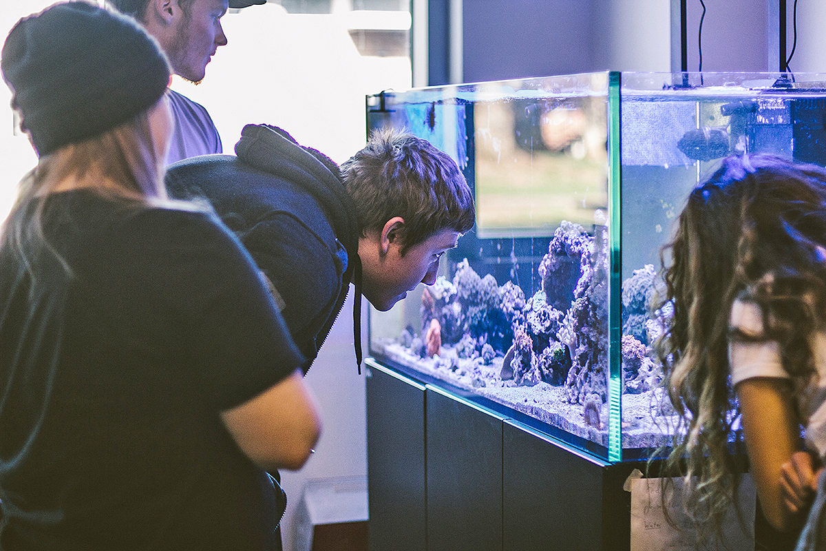 Along with other MTSU students, junior biology major Tyler Suttman, center, of Apison, Tenn, near Ooltewah and Chattanooga, peers into the state-of-the-art aquarium in a Science Building teaching lab during his invertebrate zoology class. His biology concentrations are organismal biology and ecology. 