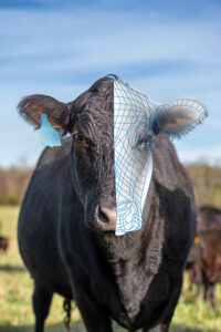 Black Angus at the MTSU Farm at Guy James.