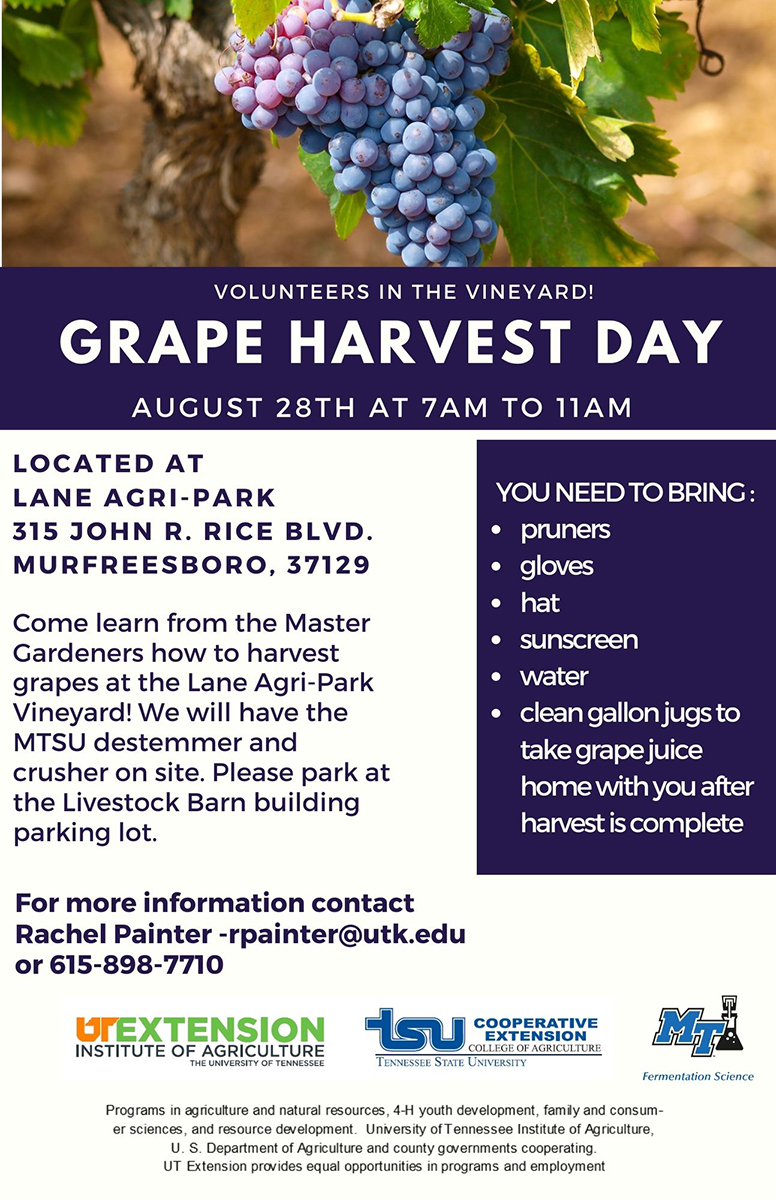 Grape Harvest Day graphic