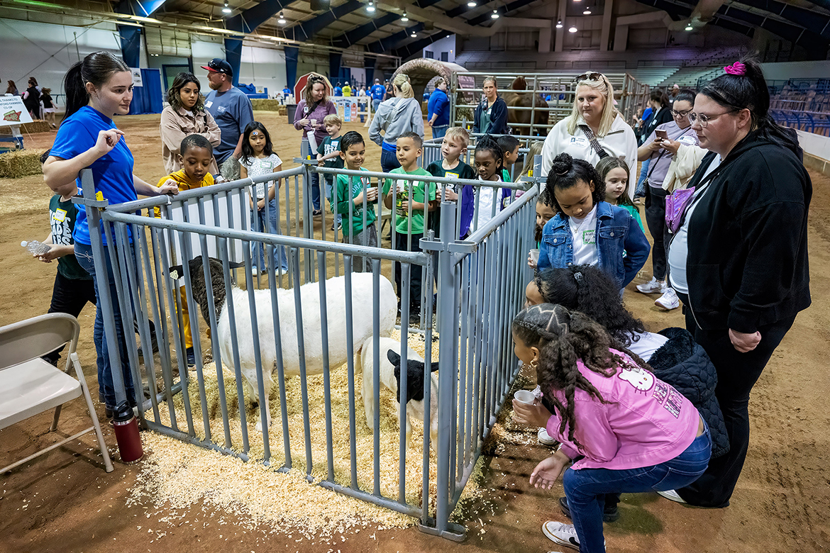 Murfreesboro schoolchildren are fascinated by the sheep in a pin in the Tennessee Livestock Center on the Middle Tennessee State University campus in Murfreesboro, Tenn., during the annual School of Agriculture Ag Ed Spring Fling on Tuesday, April 15. (MTSU photo by Andy Heidt)