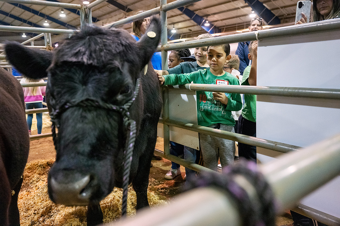 Youngsters from area schools pet a beef cow while attending the annual Middle Tennessee State University School of Agriculture Ag Ed Spring Fling on the MTSU campus in the Tennessee Livestock Center in Murfreesboro, Tenn., Tuesday, April 15. (MTSU photo by Andy Heidt)