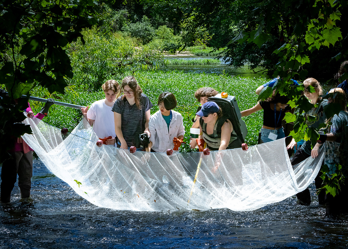 High school students participating in the 2023 Middle Tennessee State Univeristy College of Basic and Applied Sciences STEM Camp use a large net to catch fish in the Stones River at the Thompson Lane Trailhead recently. Organizers use a shocking method to catch the fish, which are then studied and returned to the water. (MTSU photo by Tom Beckwith)