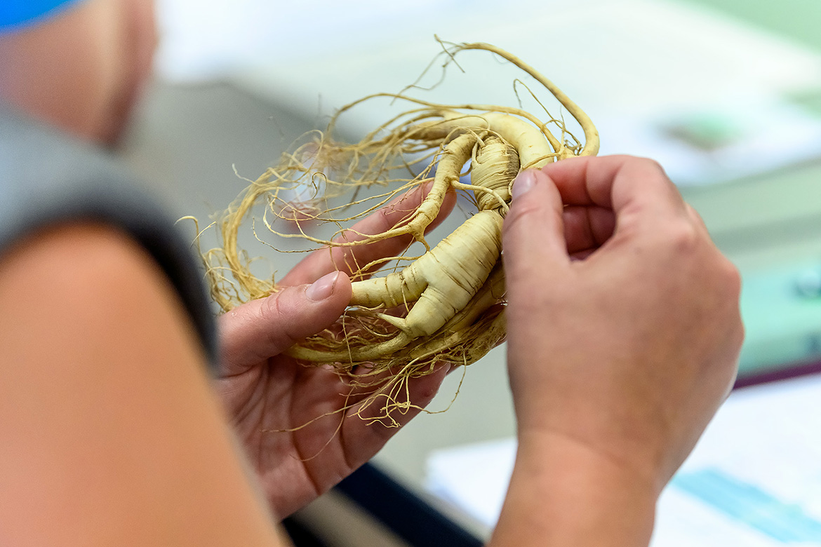 An attendee at the Tennessee Ginseng Growers Fall Meeting held recently at MTSU’s Miller Education Center examines a ginseng root. The meeting was sponsored by the MTSU International Ginseng Institute. (MTSU photo by J. Intintoli)