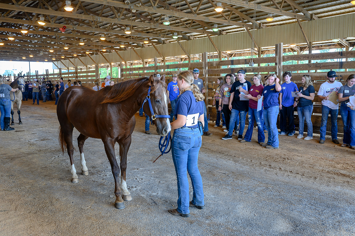 Utilizing one of the program’s horses, a Middle Tennessee State University School of Agriculture Horse Science student shows high school students from across the state the correct way to evaluate the discipline during the annual Raider Roundup in a covered area near the Tennessee Livestock Center. (MTSU photo by J. Intintoli)