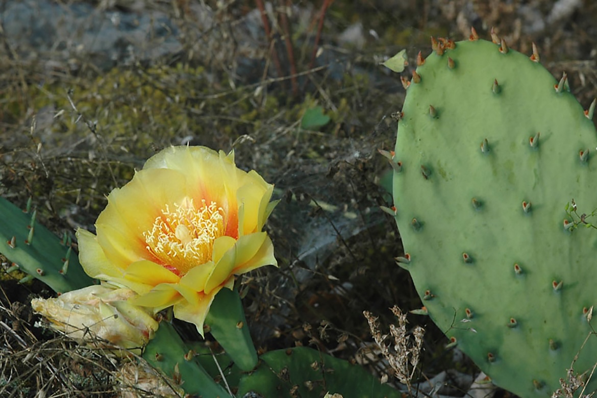 Sporting a yellow flower, the Prickly Pear Cactus grows in cedar glades in Rutherford County. Kim Cleary Sadler, Middle Tennessee State University Center for Cedar Glade Studies director and a biology professor will discuss “Limestone Cedar Glades: Rock Gardens in Nature” during a presentation at 10:30 a.m. Saturday, June 14, during the Rutherford County Garden Extravaganza at Lane Agri-Park in Murfreesboro, Tenn. (Photo by Darel Hess)