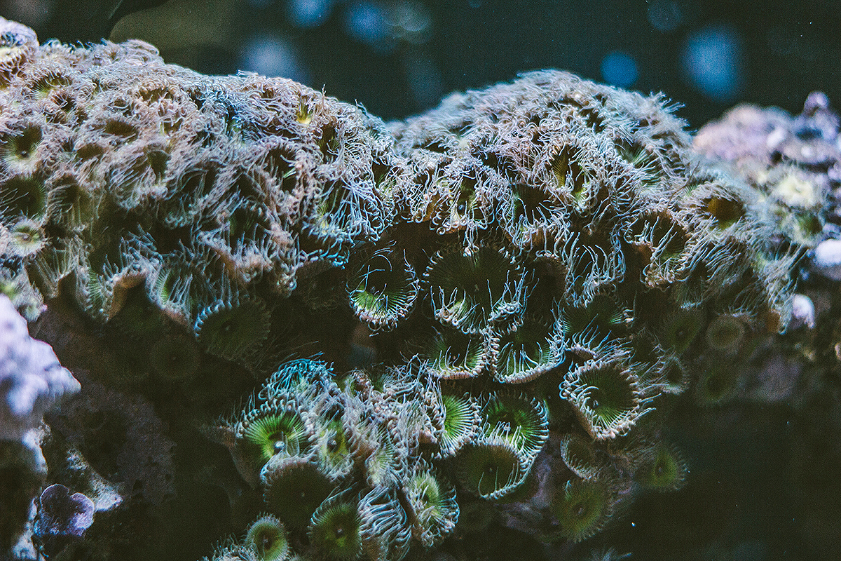 A soft coral with varying colors flourishes in the marine aquarium in the MTSU Science Building teaching lab. 