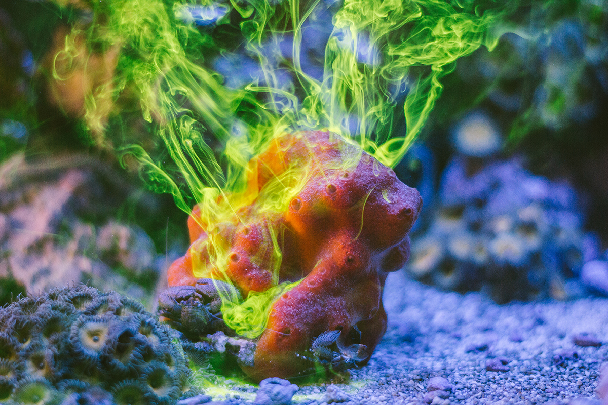 A nontoxic fluorescent dye revealed how a sponge moves water through its body — one of dozens of intriguing sea life students can study in the large marine aquarium in the MTSU Science Building teaching lab.