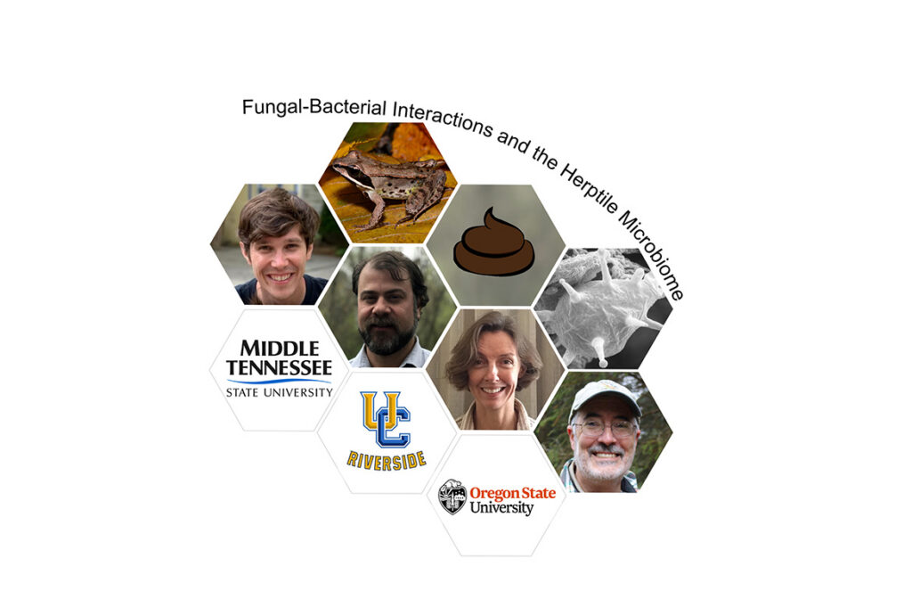 Donny Walker, Middle Tennessee State University assistant biology professor, far left, recently procured an $870,000 portion of a $2.61 million National Science Foundation grant to research the microbiomes of wild animals in collaboration with other researchers from the University of California Riverside and Oregon State University. (Graphic illustration courtesy of Donny Walker)