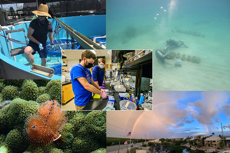 Cole Easson, Middle Tennessee State University research assistant professor, uses his National Science Foundation grant to fund his marine sponge research in the Florida Keys and bring his student research team along with him. (MTSU graphic illustration by Stephanie Barrette)