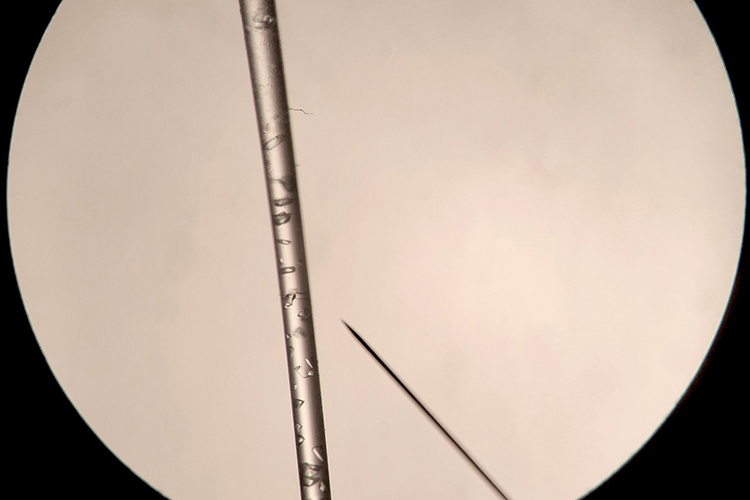 Undergraduate students from around the country who earned the National Science Foundation Research Experience for Undergraduates grant, hosted this summer by Middle Tennessee State University, participated in research about crystals such as the lysosome protein grown as single crystals pictured here. (Photo courtesy of Joseph Ng)