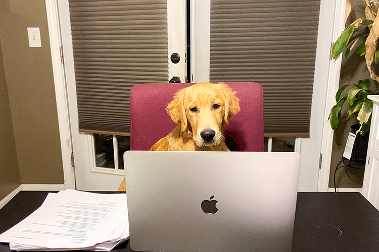 Clifford the golden retriever helps his owner, Middle Tennessee State University graduate student Lindsey Vogel, make the best of a challenging year. (Photo courtesy of Lindsey Vogel)