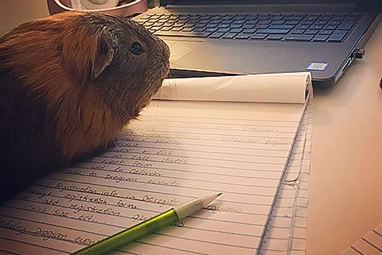 Gershwin the hamster joins in on the fun with Ellie Smith, a Middle Tennessee State University graduate student, as she works toward her degree. (Photo courtesy of Ellie Smith)