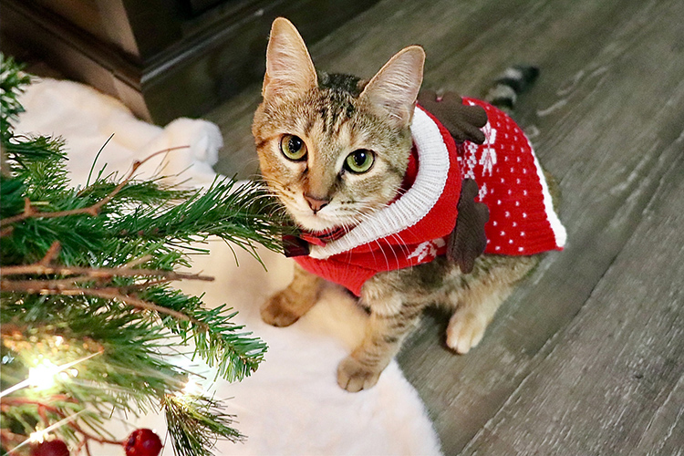 Ice the cat shares some holiday spirit and helps Geoshine George, an aeronautical science graduate student at Middle Tennessee State University, stay motivated while learning from home. (Photo courtesy of Geoshine George)