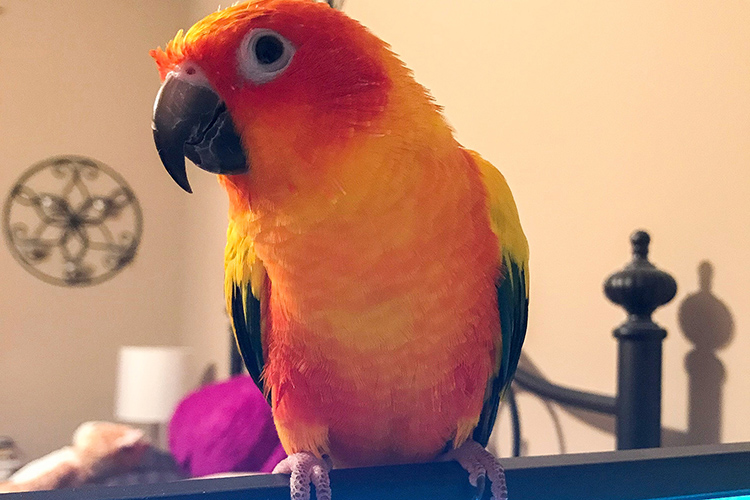 Peaches the sun conure bird makes uplifting appearances with Melissa Houghton, analyst at Middle Tennessee State University’s College of Graduate Studies, on office Zoom meetings. (Photo courtesy of Melissa Houghton)
