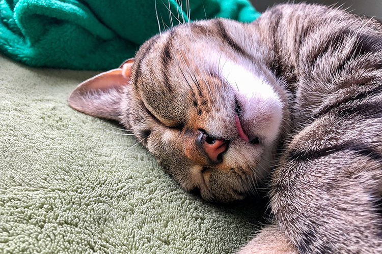 Clementine the cat loves to be around Bronwyn Graves, a Middle Tennessee State University doctoral student, as she learns from home. (Photo courtesy of Bronwyn Graves)