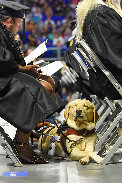 An MTSU student's service dog, a "Class of 2021" bandanna around its neck, relaxes Saturday, Aug. 7, while waiting to join her in crossing the Murphy Center stage to accept her diploma during the university’s summer 2021 commencement ceremony. MTSU presented degrees to 825 new graduates of the August Class of 2021 at the event; there was no official tally of dog treats distributed. (MTSU photo by GradImages)